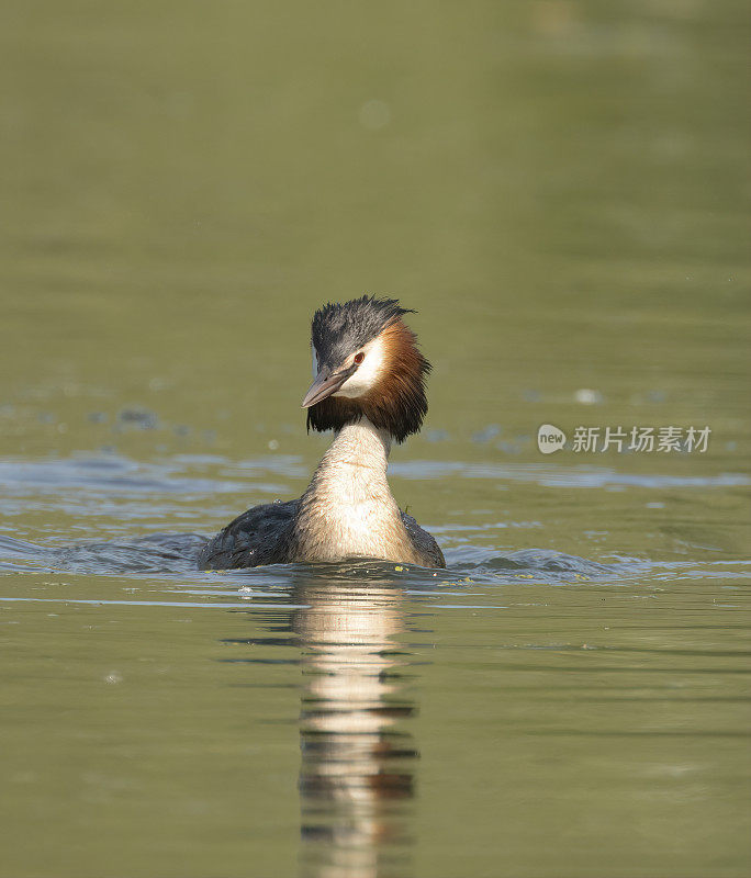 大山脊Grebe (Podiceps crista)